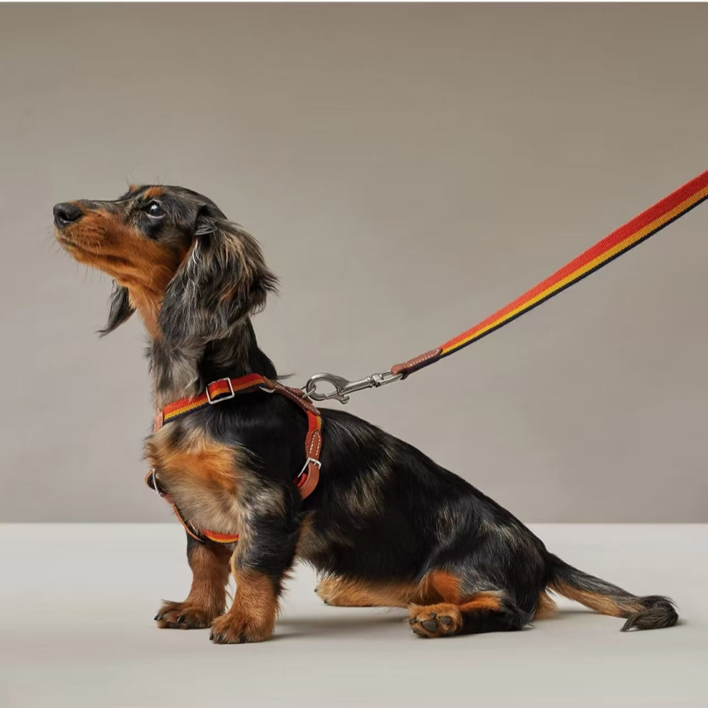 HERMES DOG HARNESS AND LEASH (STRIPES)