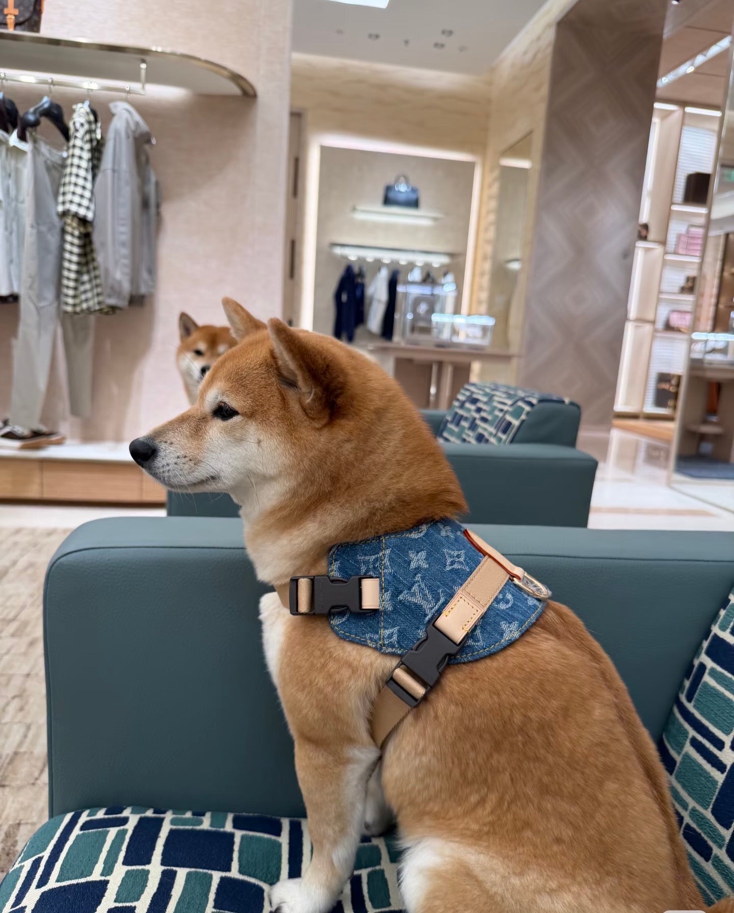 LV DOG HARNESS AND LEASH (BLUE DENIM)