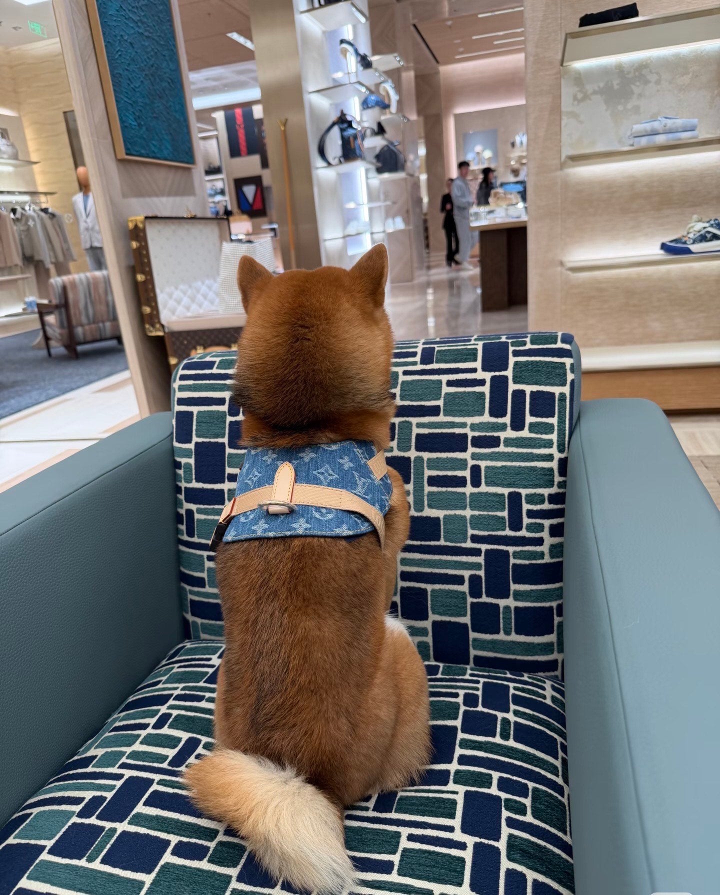 LV DOG HARNESS AND LEASH (BLUE DENIM)