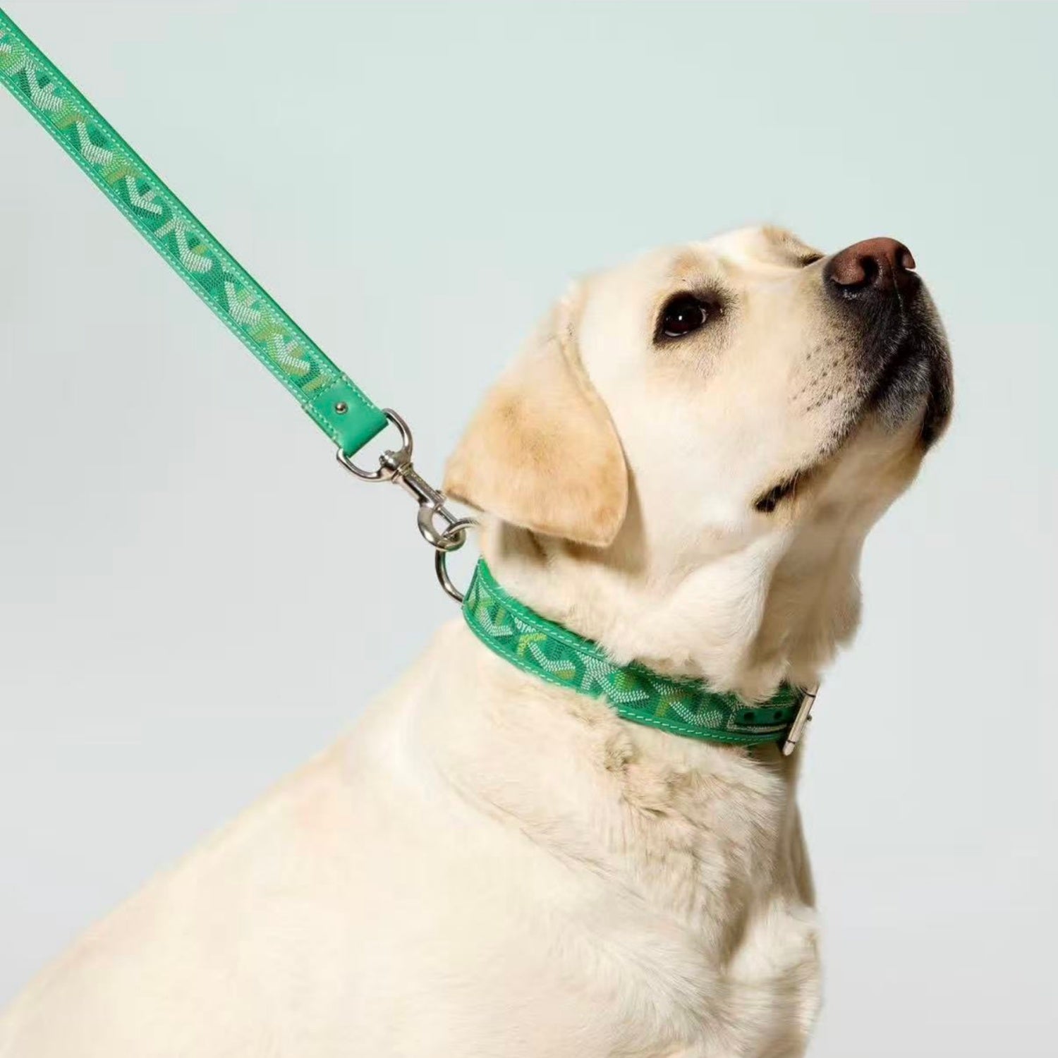 GOYARD DOG COLLAR AND LEASH 2.0