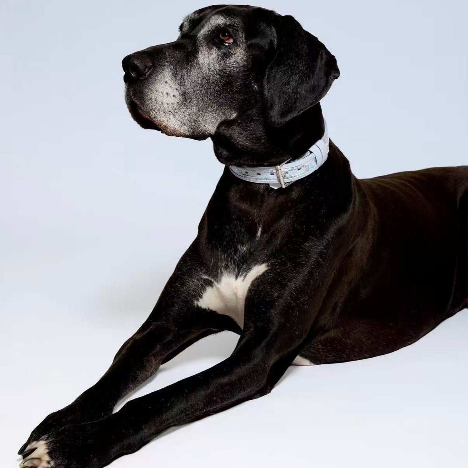GOYARD DOG COLLAR AND LEASH 2.0